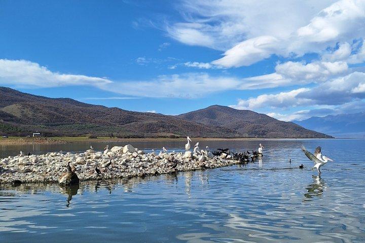 Expérience d'observation des oiseaux du lac Kerkini depuis Thessalonique