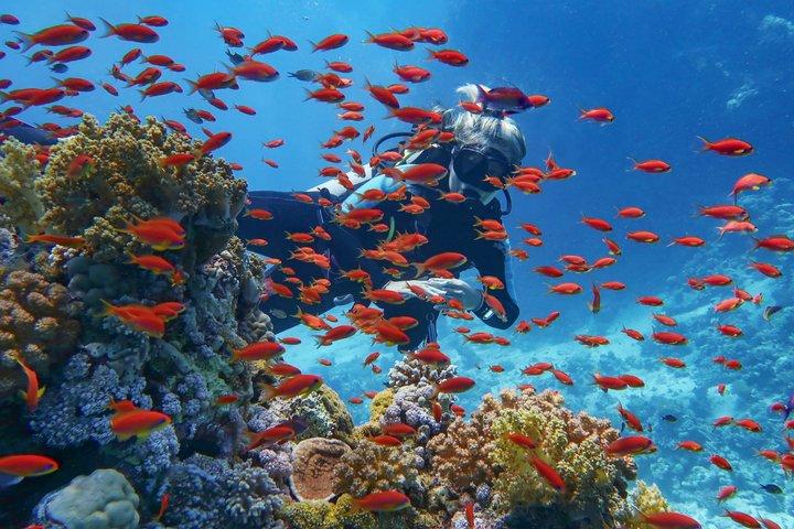 Sharm El Sheikh Ras Mohammed e crociera sull'Isola Bianca con pranzo