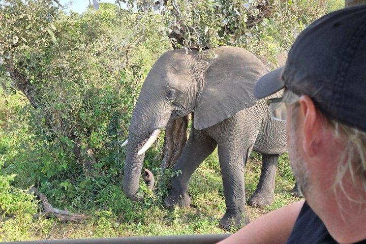 Safari de 1 dia no Kruger Park saindo de Maputo (veículo de safári com traseira aberta)