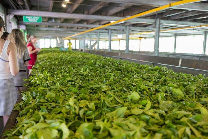 聖なるエコーとお茶のキスピーク 4日間の旅