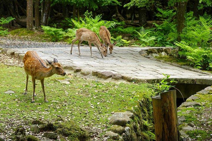 京都・奈良日帰りツアー：金閣寺・伏見稲荷・奈良鹿公園
