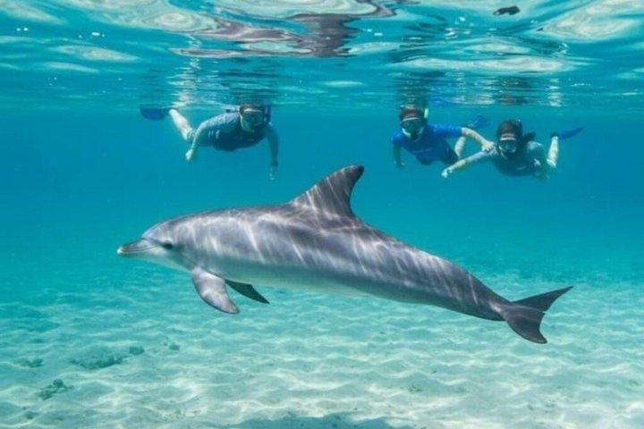 ドルフィンハウス終日シュノーケリングクルーズ（ランチ付）フルガダ