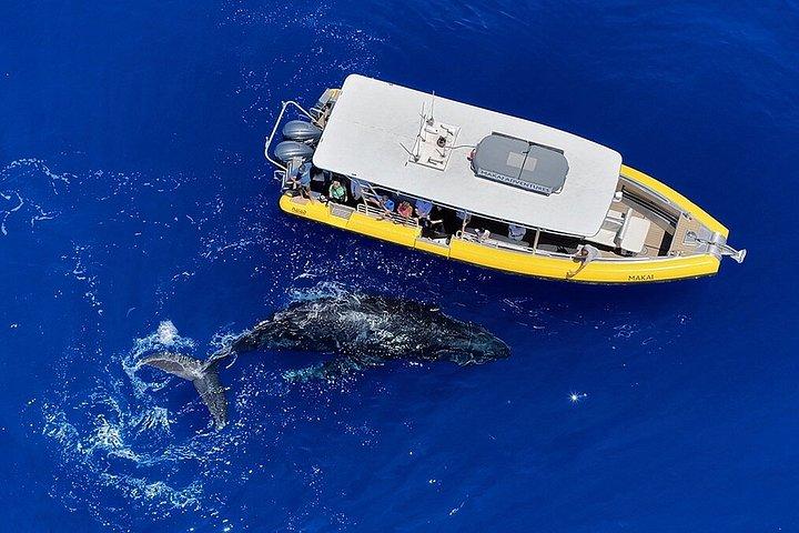 WHALES GUARANTEED マウイ島ホエールウォッチング 魔界アドベンチャー