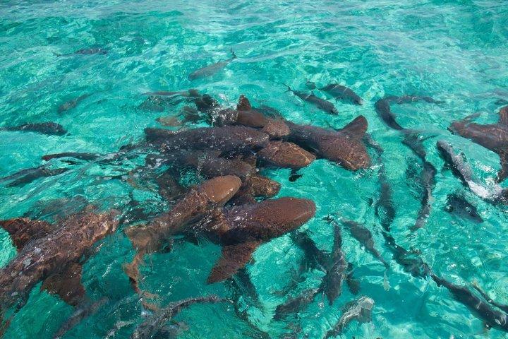 Caye Caulker Marine Reserve and South Channel Half Day Snorkeling