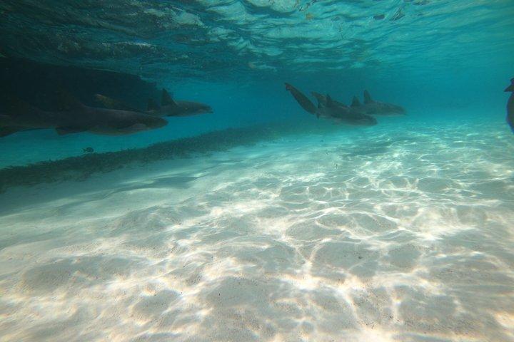 Caye Caulker Marine Reserve and South Channel Half Day Snorkeling