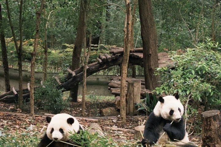 2 - Journée Chengdu : Panda, Bouddha & Culture