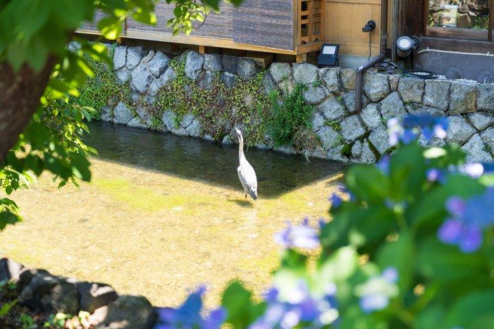 京都祇園小集団文化散歩 芸者の伝統を解説