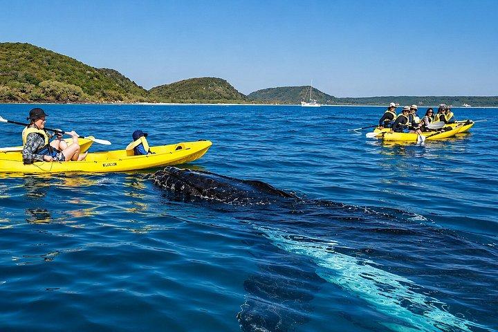 Noosa : Epic Whale Watching On Ocean カヤック＆ビーチ4X4ツアー