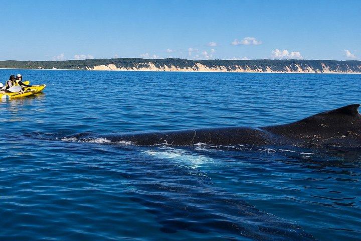 Noosa : Epic Whale Watching On Ocean カヤック＆ビーチ4X4ツアー