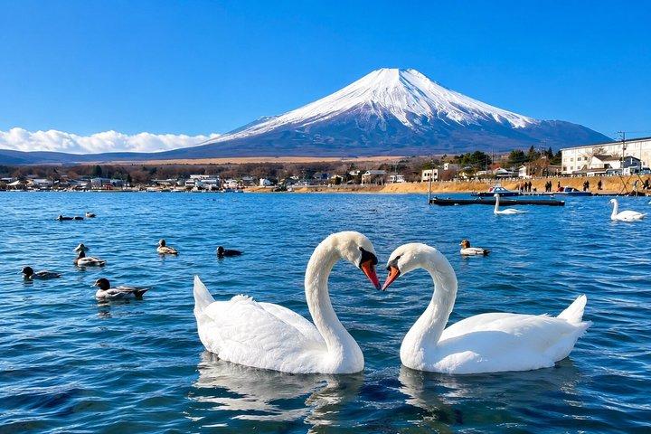 相撲ライブ体験で東京から富士山観光ツアー