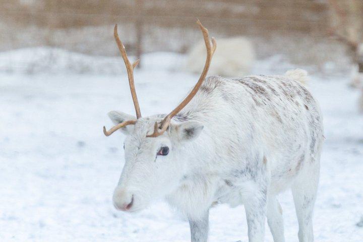 Rovaniemi Reindeer Farm Besøg og lang slæde ride