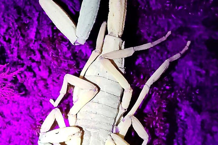 Small-Group Night Tour in Monteverde’s Cloud Forest