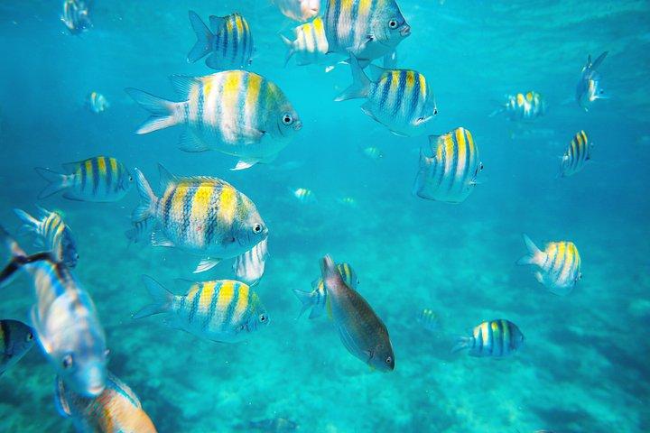 Puerto Plata Private Catamaran Snorkeling, BBQ & Open Bar