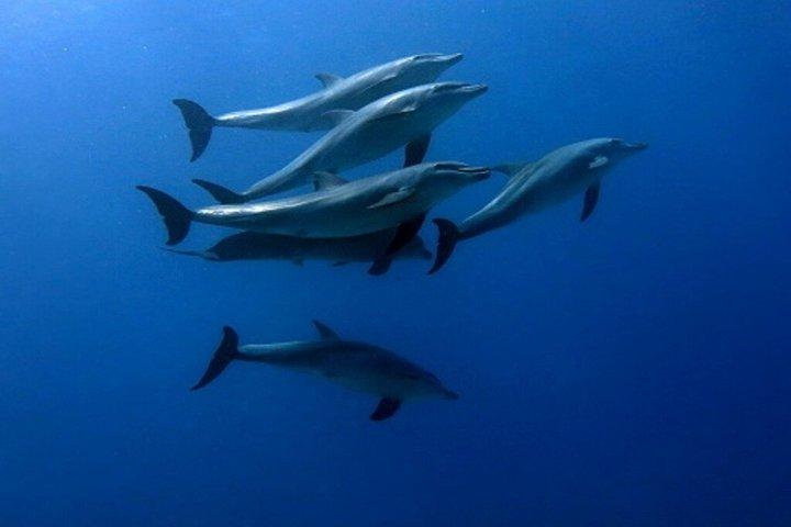 ドルフィンハウス終日シュノーケリングクルーズ（ランチ付）フルガダ