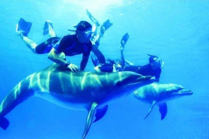 ドルフィンハウス終日シュノーケリングクルーズ（ランチ付）フルガダ