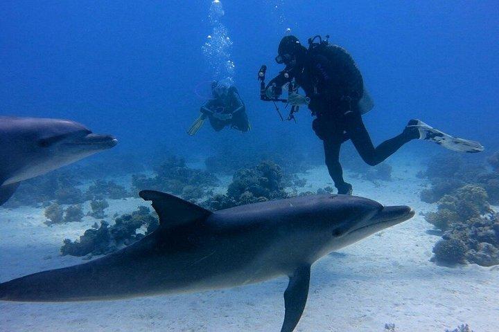 初心者のためのイントロダイビング2ストップ、ランチ付きクルーズ–フルガダ