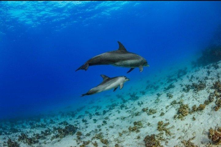 Dolphin House By Private Speed Boat , スナック＆ドリンク - Hurghada