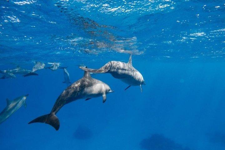 ドルフィンハウス終日シュノーケリングクルーズ（ランチ付）フルガダ