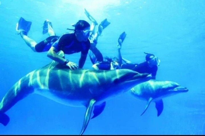 Dolphin House By Private Speed Boat , スナック＆ドリンク - Hurghada