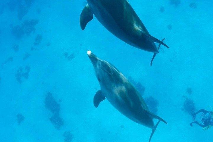 アブー・ダバブ終日シュノーケリング（タートルズ＆ジュゴン）フルガダ
