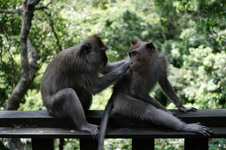Private Authentic Ubud Half Day Tour with a Local Guide
