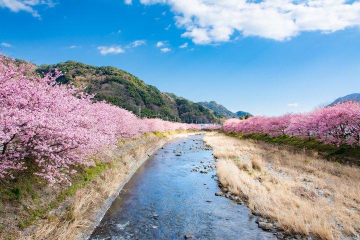 Kawazu Cherry Blossom Sightseeing Tour from Tokyo by Train