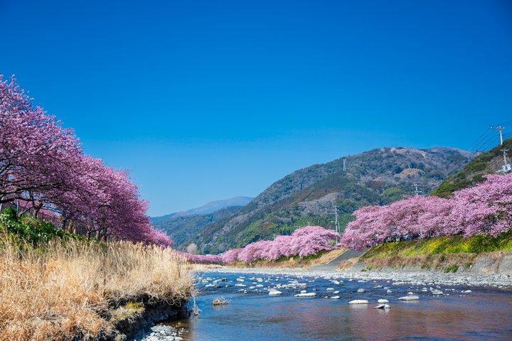 Kawazu Cherry Blossom Sightseeing Tour from Tokyo by Train