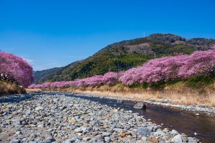 Kawazu Cherry Blossom Sightseeing Tour from Tokyo by Train