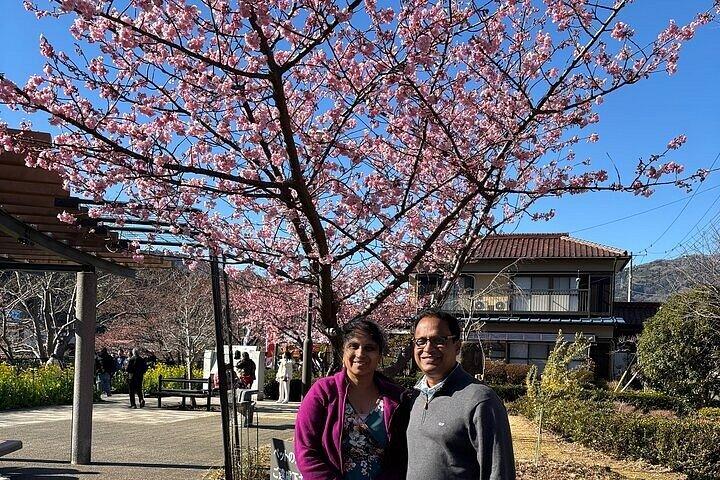 東京から電車で行く河津桜観光ツアー