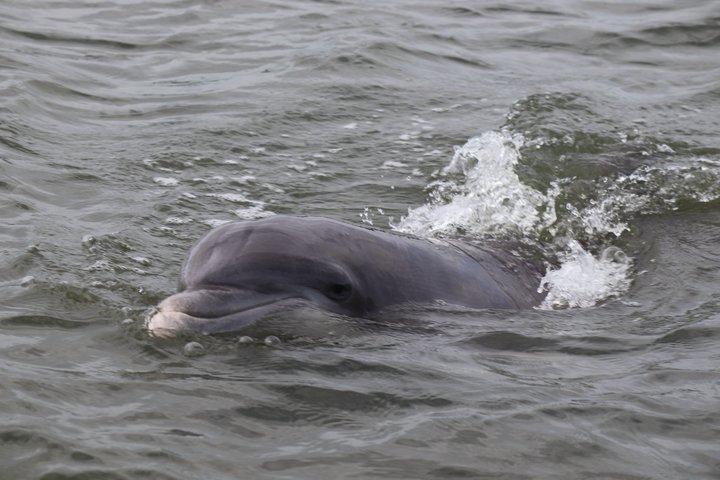 Dolphin Viewing Sunset Cruise