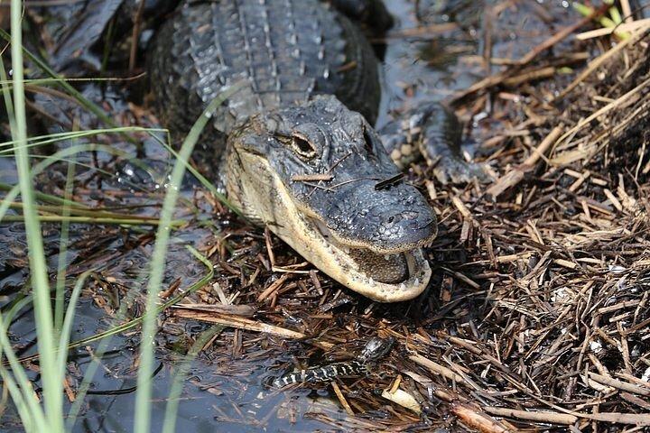 Airboat Tour