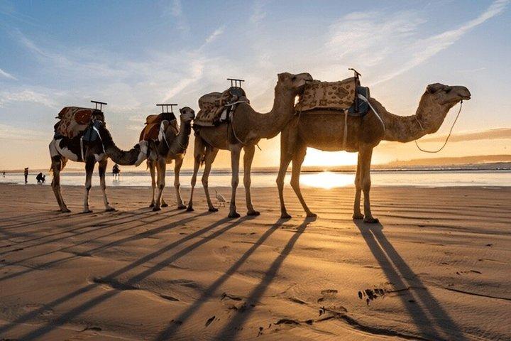 Marrakech: Day Trip to Essaouira ( Mogador )