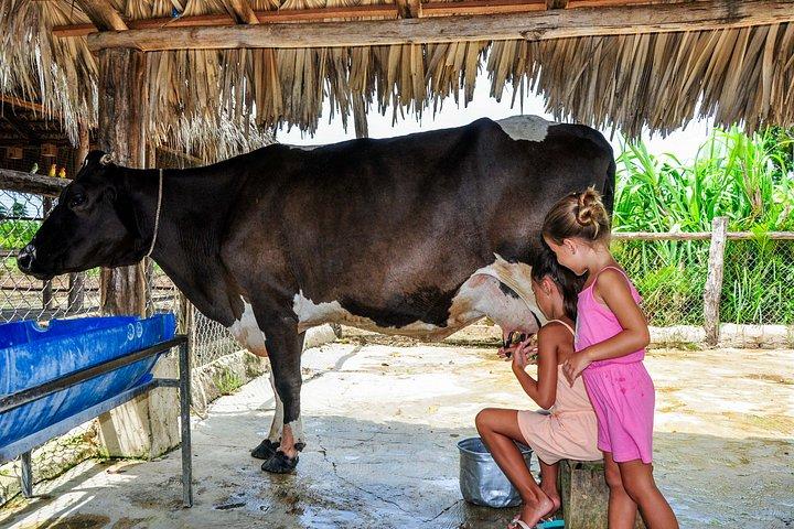 Punta Cana: Monkey Park, Farm & Cenote Swim Full Combo