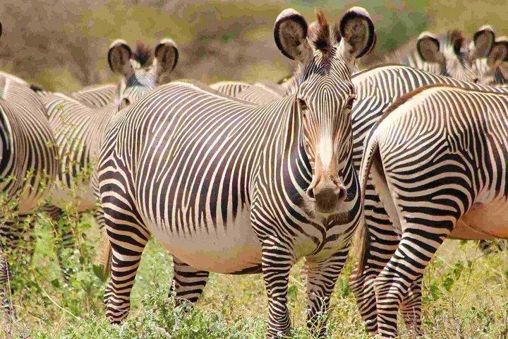 3 dages safari-eventyr til Samburu National Reserve