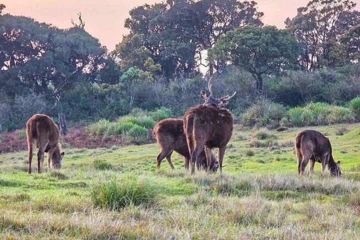 Sri Lanka Customizable Multi-Day Private Tour Packages
