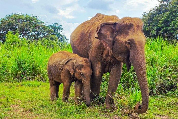 Sri Lanka Customizable Multi-Day Private Tour Packages