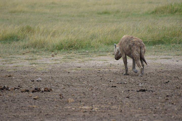 ンゴロンゴロ火口日帰り野生動物サファリアドベンチャー