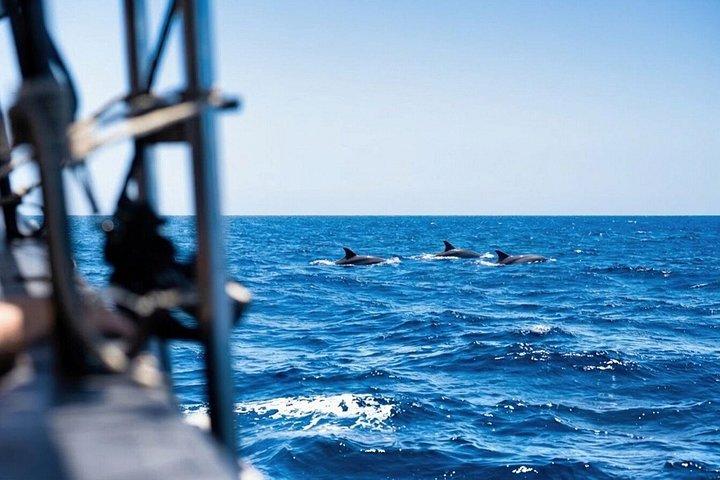 テネリフェのクジラウォッチングクルーズ（水泳ストップ付き）