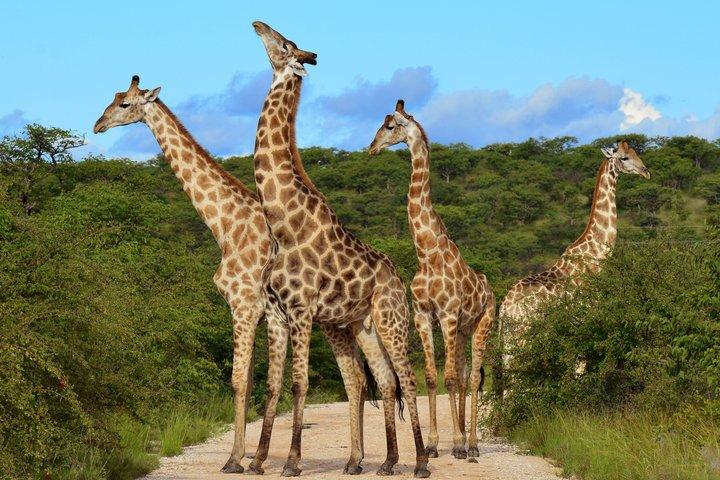 Maasai Mara Day Tour From Nairobi