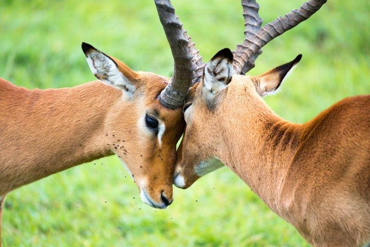 Maasai Mara Day Tour From Nairobi