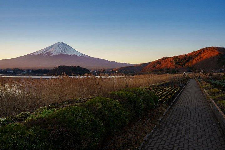 富士山ツアー : 新倉山浅間公園、忍野八海＆大石