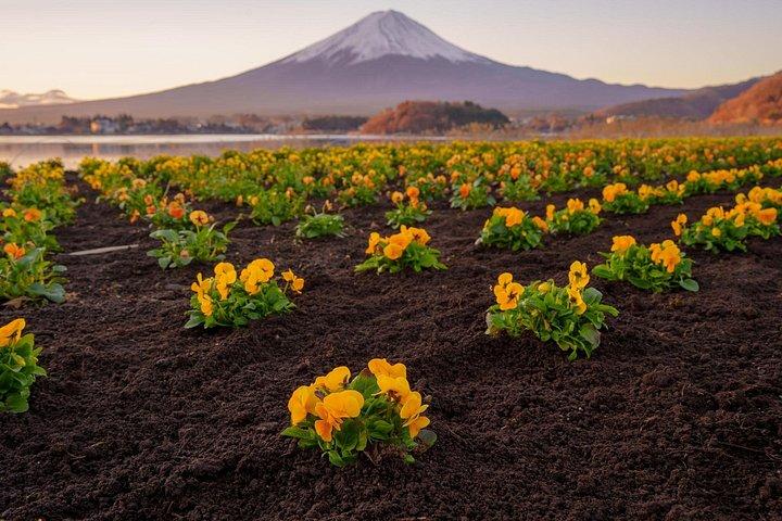 富士山ツアー : 新倉山浅間公園、忍野八海＆大石