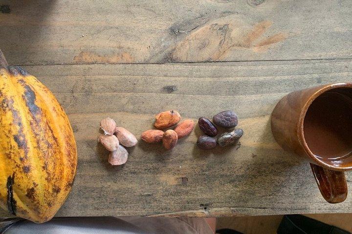 ミンカ：エコハイキング、コーヒー農園、カカオ、自然の滝