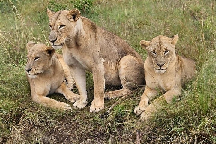 Nairobi National Park Safari- Big 4 Adventure Just Minutes Away
