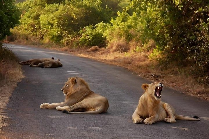 Nairobi National Park Half-Day Morning Game Drive