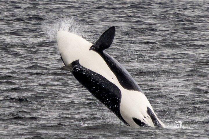 先住民のレドクジラウォッチング(紅茶テイスティング付き)