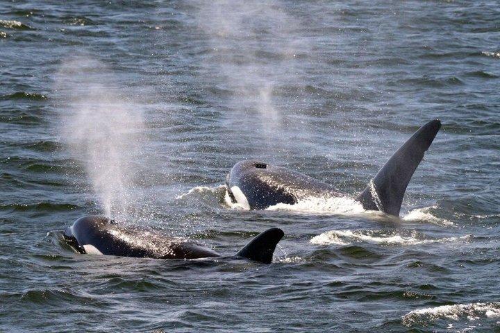 先住民のレドクジラウォッチング(紅茶テイスティング付き)