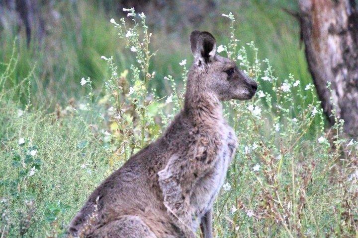 Canyons to Kangaroos: Private Blue Mountains Full Day Tour