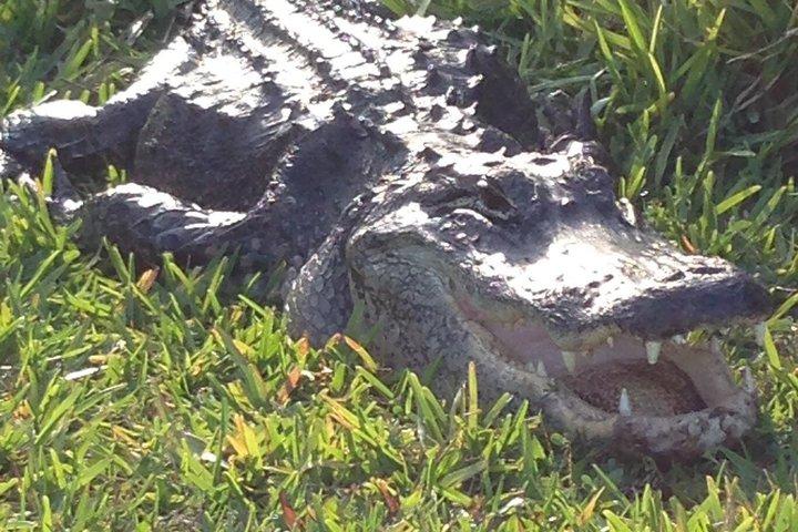 From Miami: Everglades Nature and Wildlife Tram Adventure