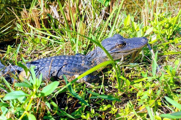 From Miami: Everglades Nature and Wildlife Tram Adventure